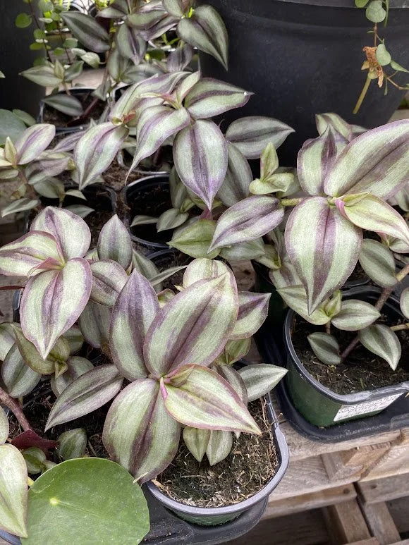  Wandering Jew - $4  Shade - great for overwintering as houseplants 