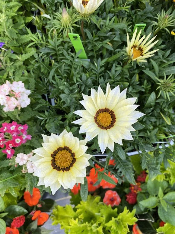  Gazanias 6 pack - $4  “Hearts unfold like flowers before Thee” 