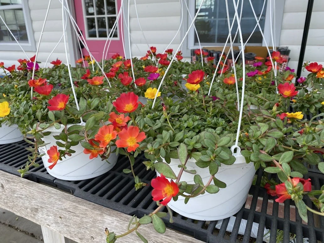  Portulaca Hanging Baskets - $20  Great if you struggle with full sun and wind!  Will continue to drape down and bloom all summer. 