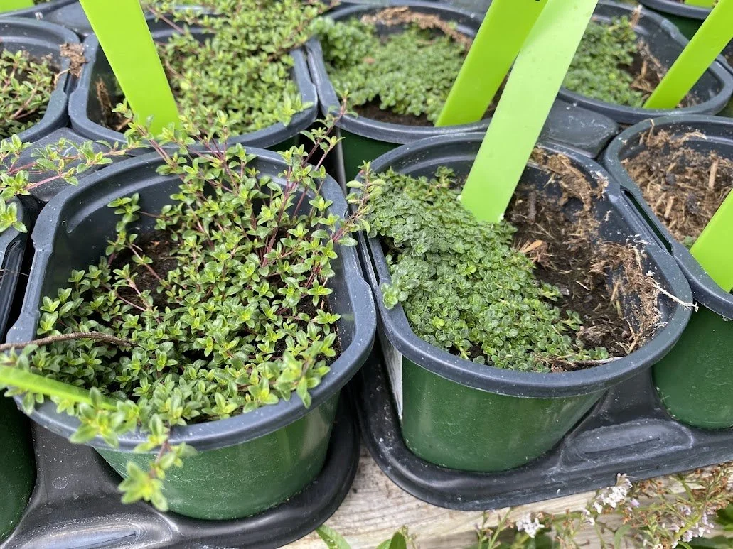  Creeping Thyme - $4  Perfect for fairy gardens. 
