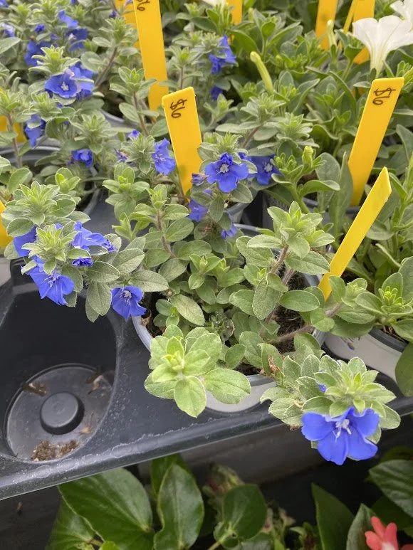  Evolvulus “Beach Bum Blue” - $6 