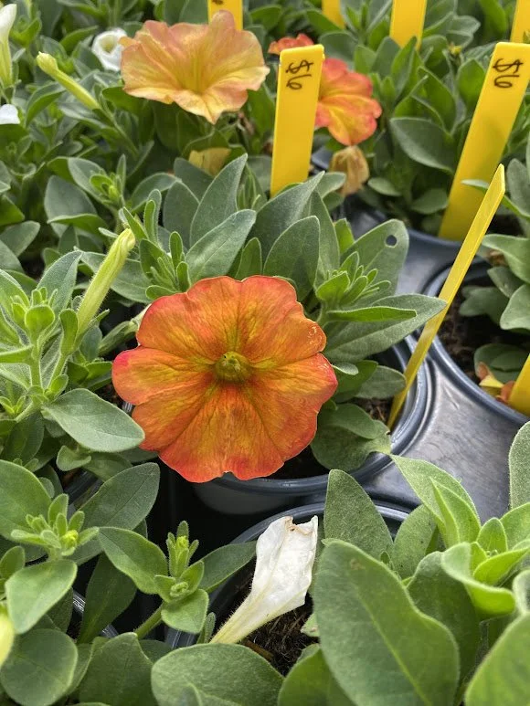  Colorrush Sunset Orange Petunia - $6 