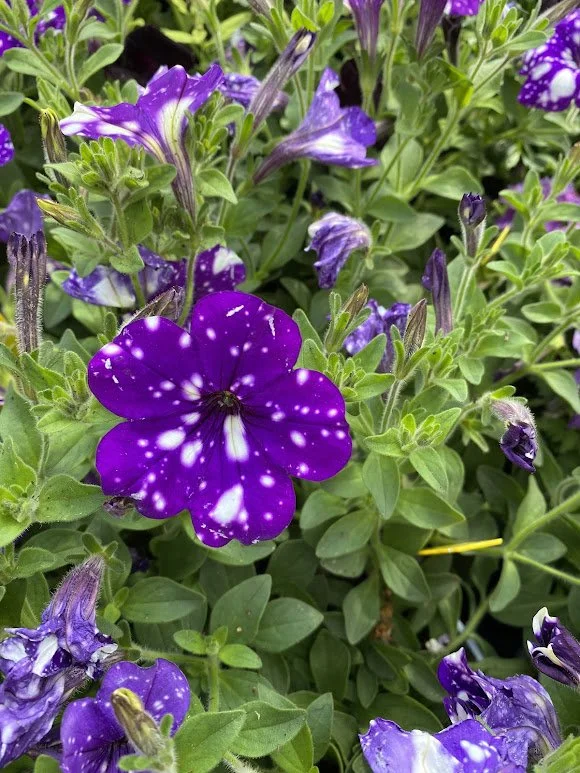  “Night Sky” Petunias - $6 