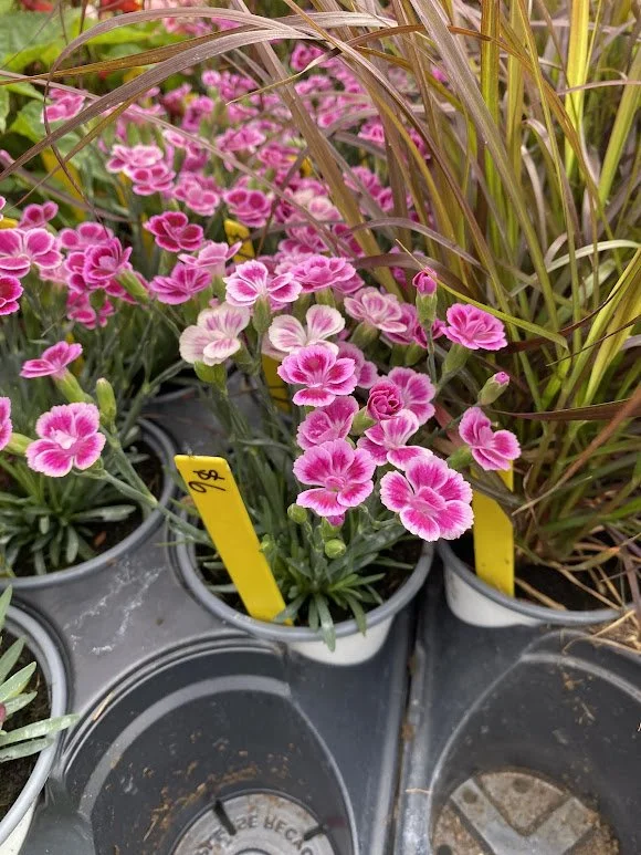  Dianthus annual - Smell it! - $6   