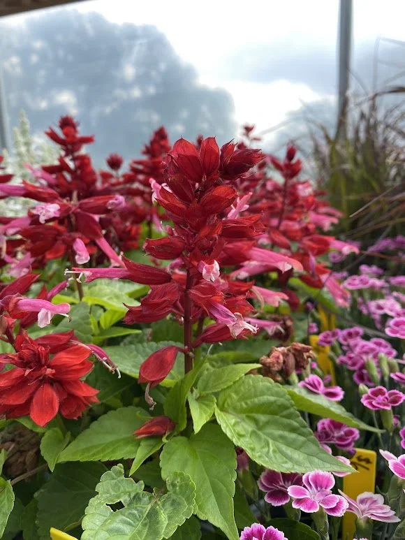  Grandstand “Red Lipstick” Salvia - $6  Great for Hummingbirds 