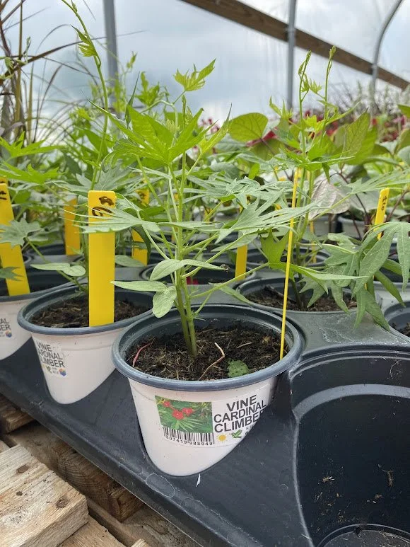  Cardinal Climber &amp; Hyacinth Beans are both in!  Cardinal Climber is especially great for hummingbirds. - $6 