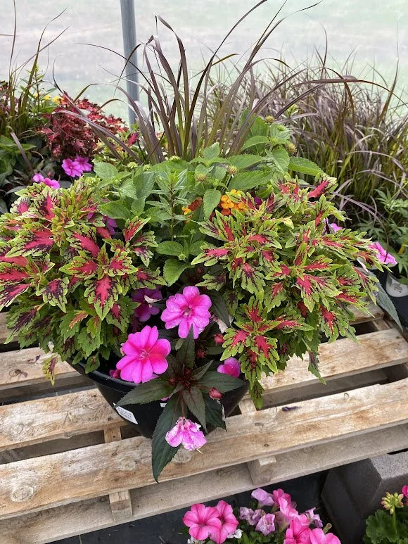  XL Sun Combo Pot - $75 