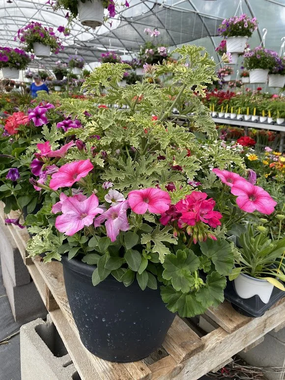  Large Sun Combo Pot - $40  Has scented geraniums 