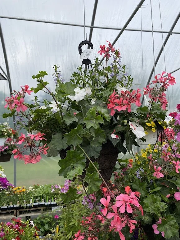 Large Sun Hanging Basket - $40 
