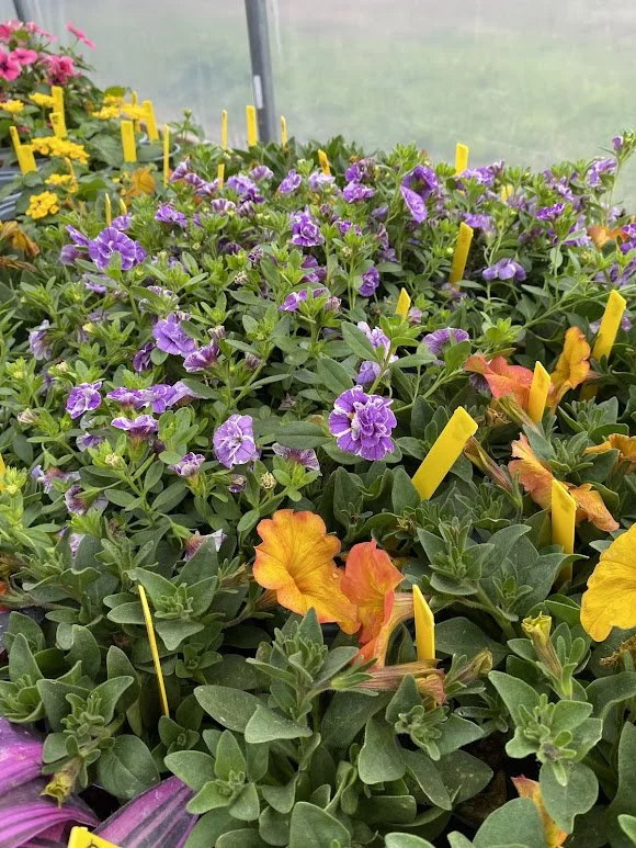  Mini Famous Double “Plumtastic” Calibrachoa - $6  Supercal “Sunset Orange” Petunia - $6 