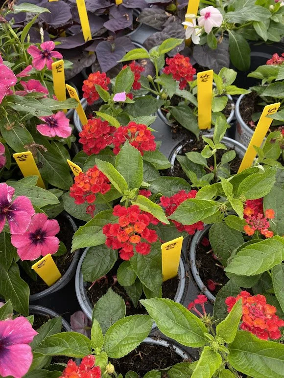  “Neon” Lantana - $6 