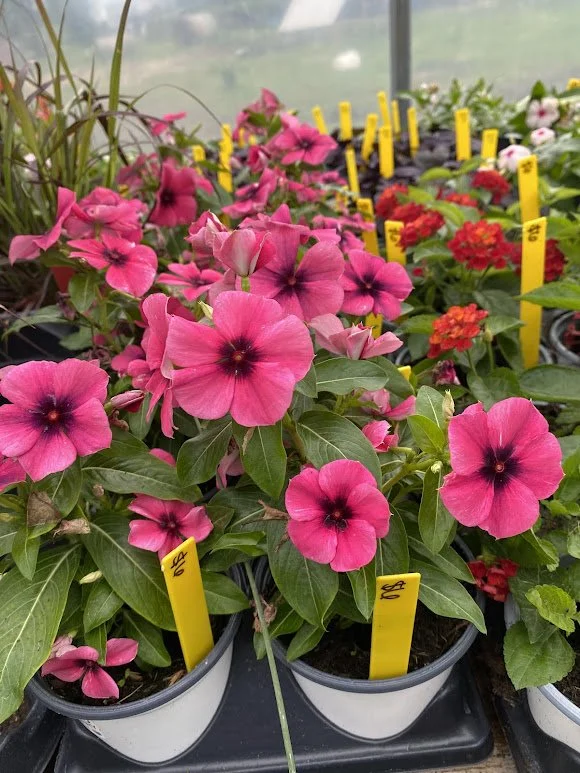  Tattoo “Raspberry” Upright Vinca - $6   