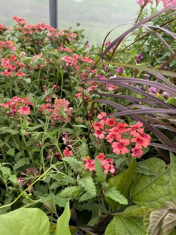  “Mango Orange” Lascar Verbena - $6 