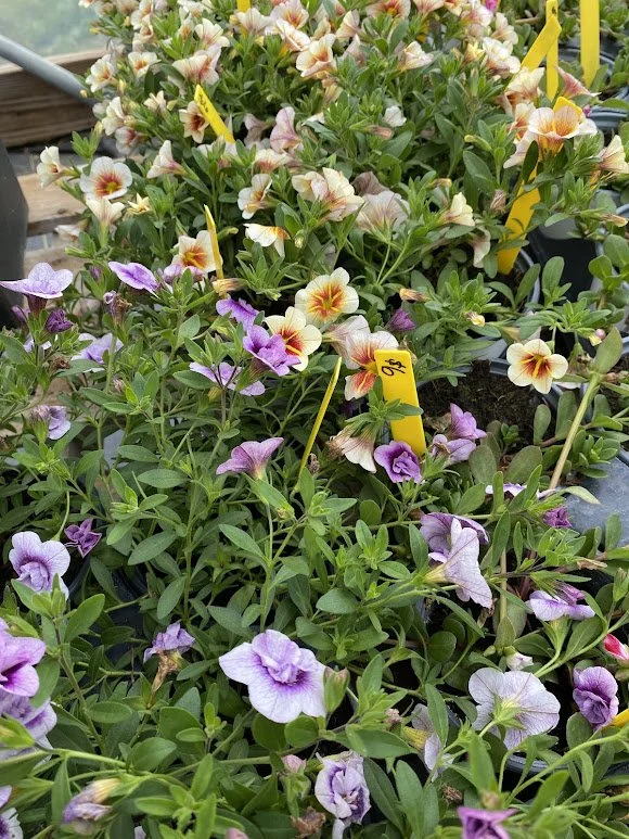  “Cappuccino” Calibrachoa and “Funtopia Blue” Mini Famous Double Calibrachoa - $6   