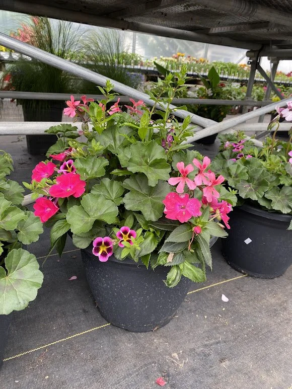  Large Sun Combo Pot - $40 