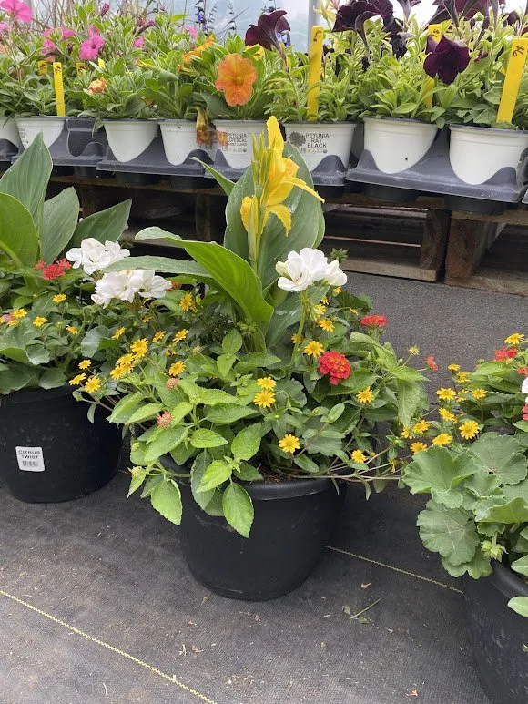  Large Sun Combo Pot - $40 
