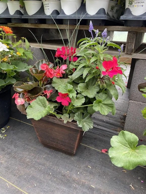  Small Sun Combo Pot - $20 