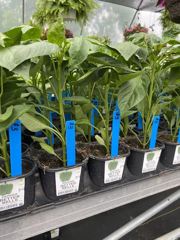  Peppers - $3 each or Mix-n-Match Veggies 10/$25 