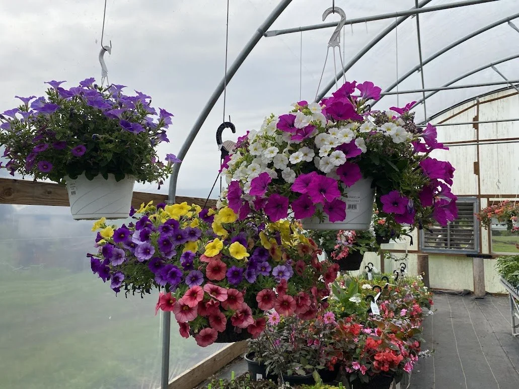  Large (Fiber) Hanging Basket - $40  Small (White) Hanging Basket - $20 