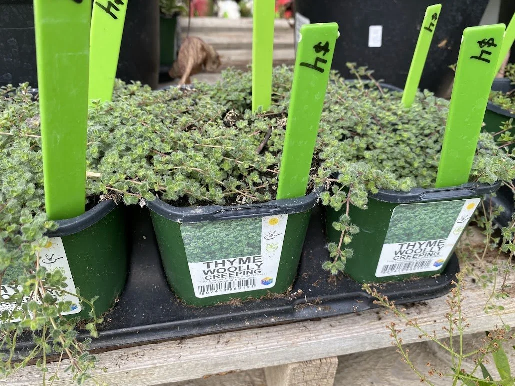  “Woolly” Creeping Thyme - $4 