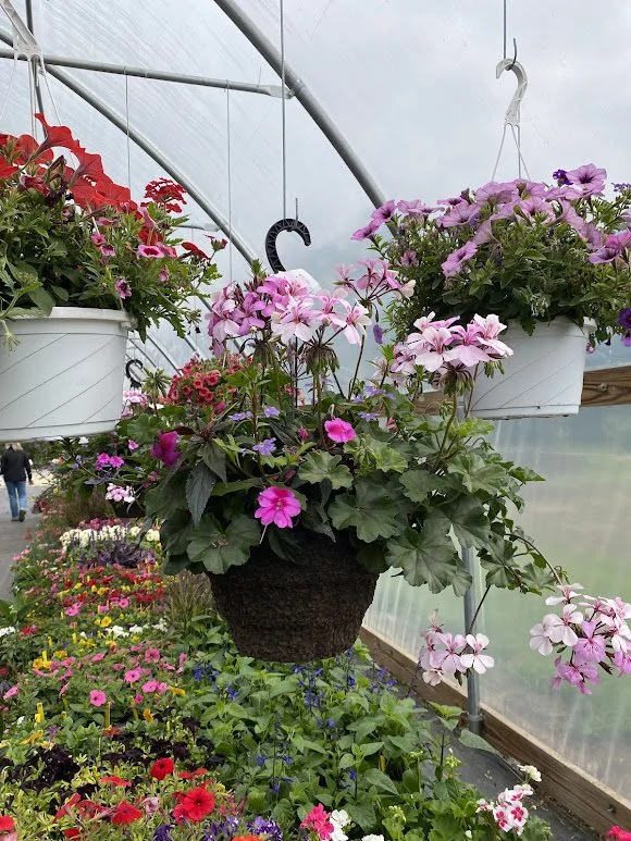  Large Sun Hanging Basket - $40 