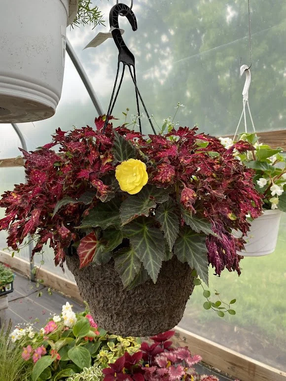  Large Shade Hanging Basket - $40 