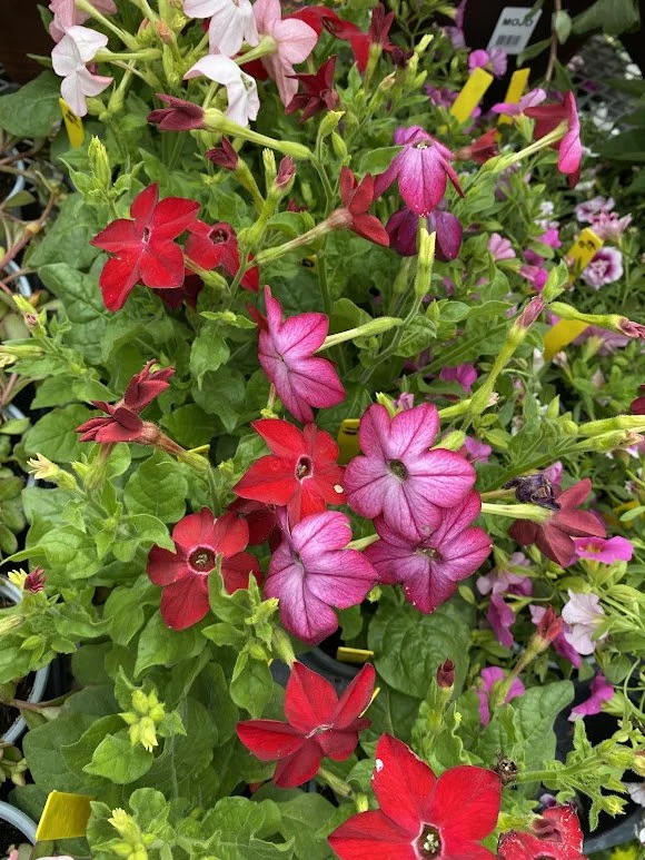  Nicotiana - $6 