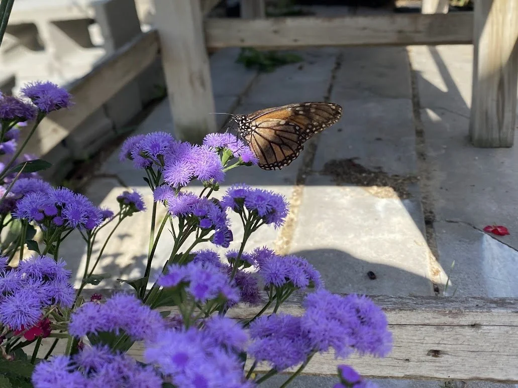  An aptly named XL Basket - “Monarch Magic” - $75 