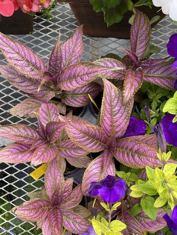  Persian Shield - $6 