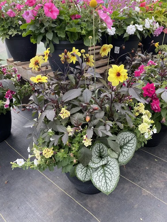  XL Sun Planter - $75 