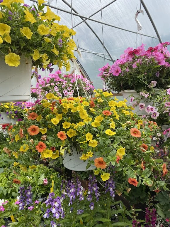  Hanging Calibrachoa Mix - $20 