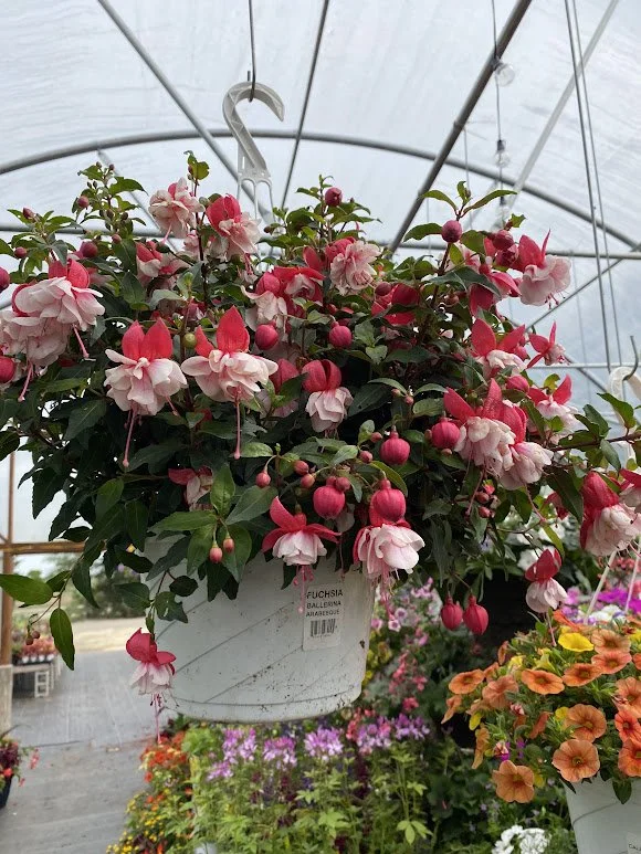  Fuschia Hanging Basket - $20 