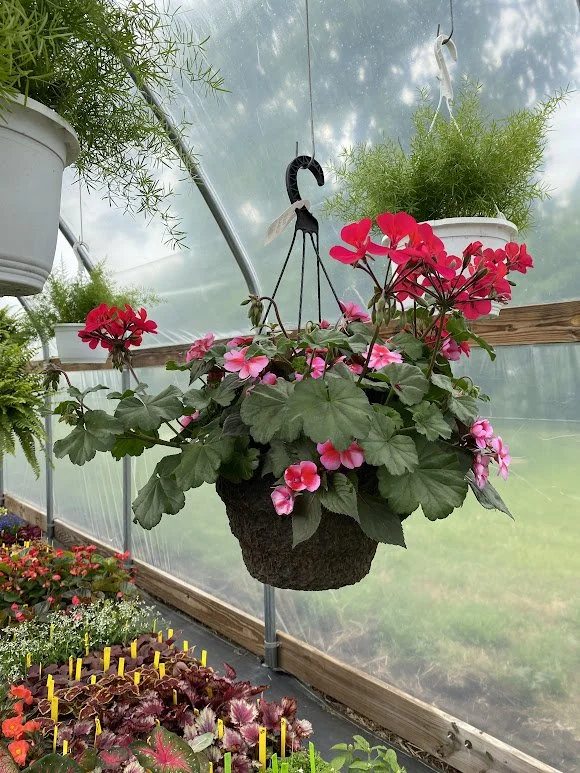  Large Sun Hanging Basket - $40 
