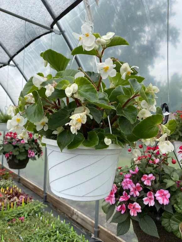  Small Begonia Hanging Basket - $20 