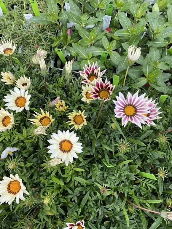  Gazania 6 pack - $4 