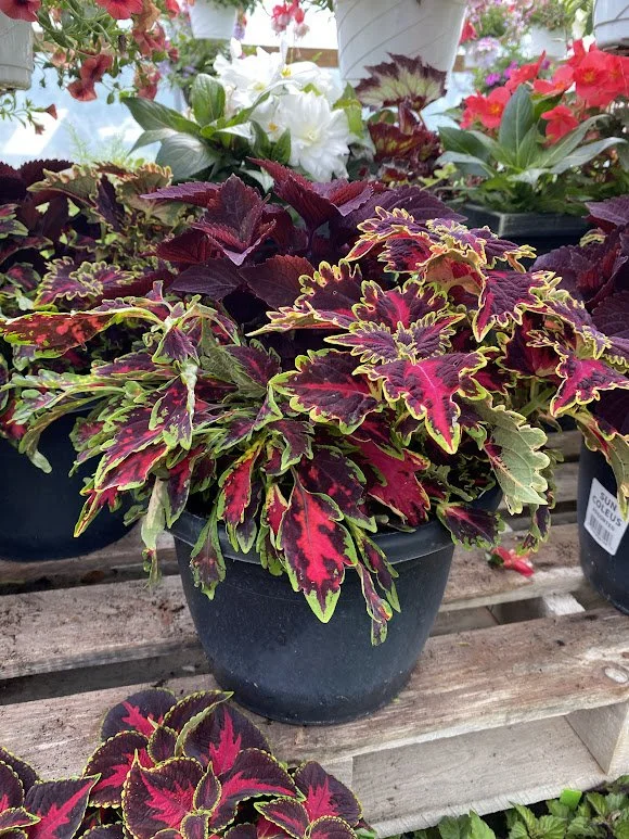 Small Coleus Pot - $20 