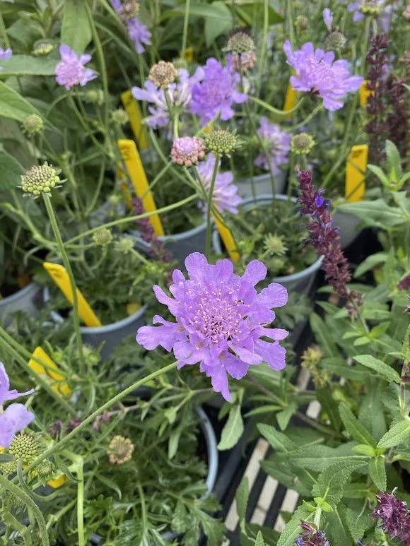  Scabiosa “Pincushion Flower” Perennial - $6 