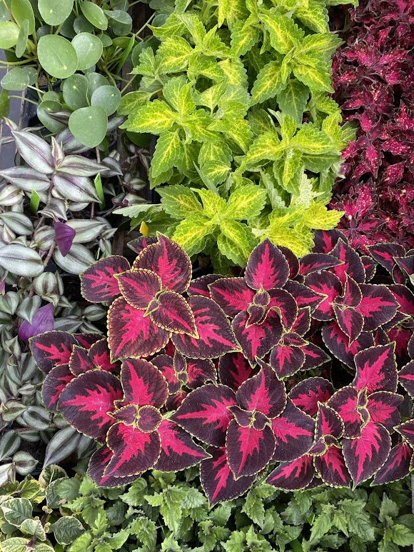  Coleus Variety - $6 