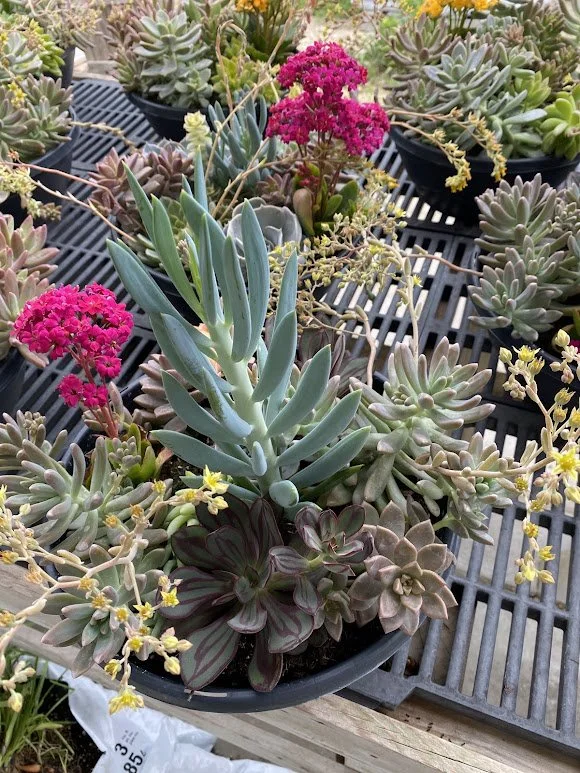  Succulent Combo Pot - $30 
