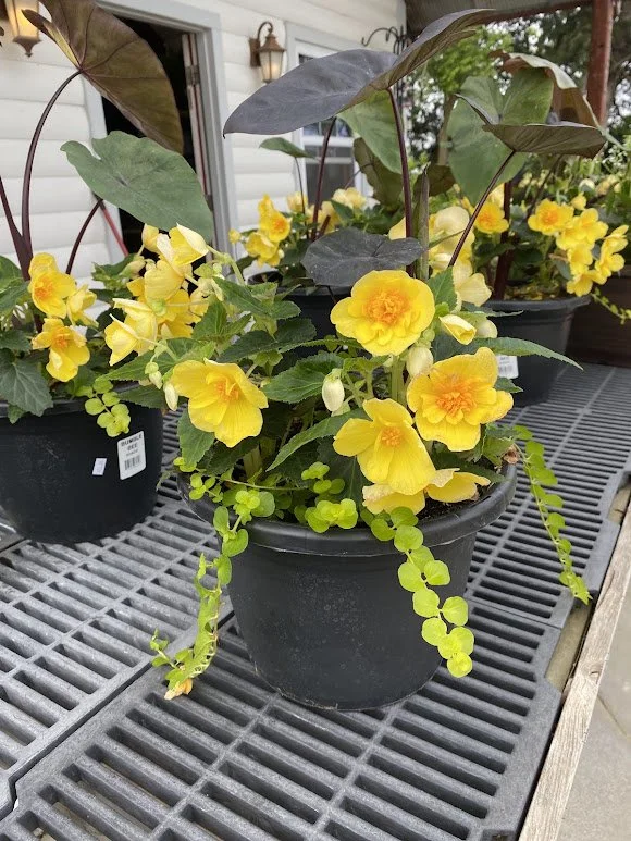  Small Shade Combo Pot - $20 