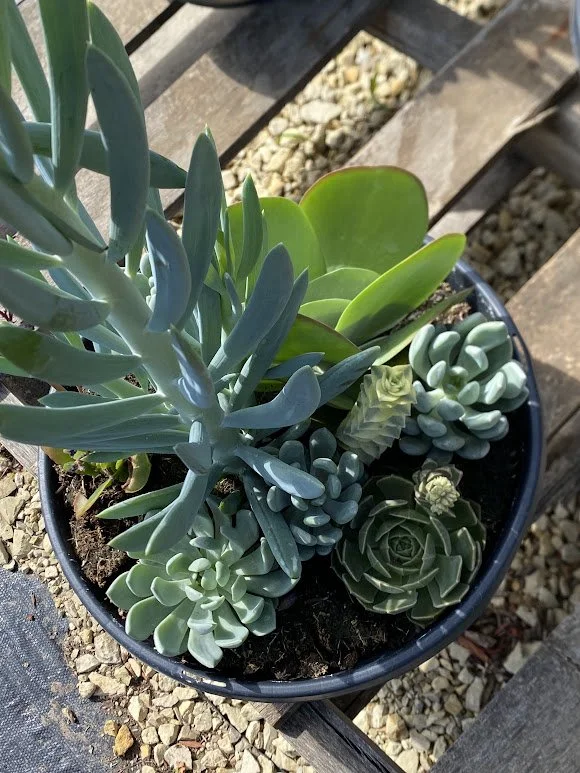  Succulent Bowl $30   