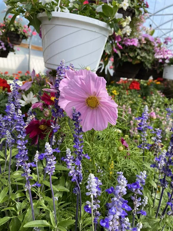  Cosmos and salvia - $6   