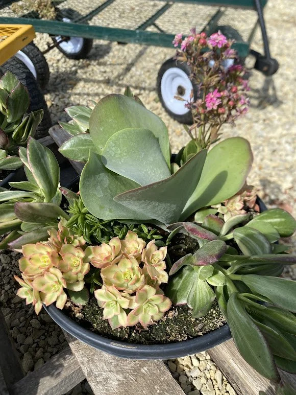  Succulent Bowl $30 