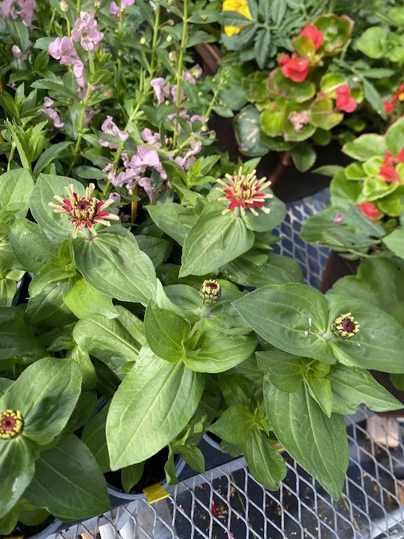  “Swizzle” Zinnia - $6   
