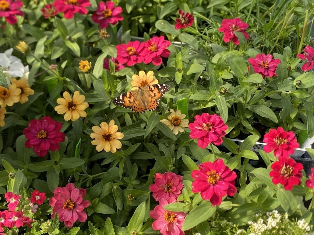  Zinnia 6 pack - $4 