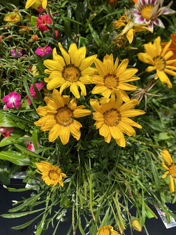  Gazania 6 pack - $4   