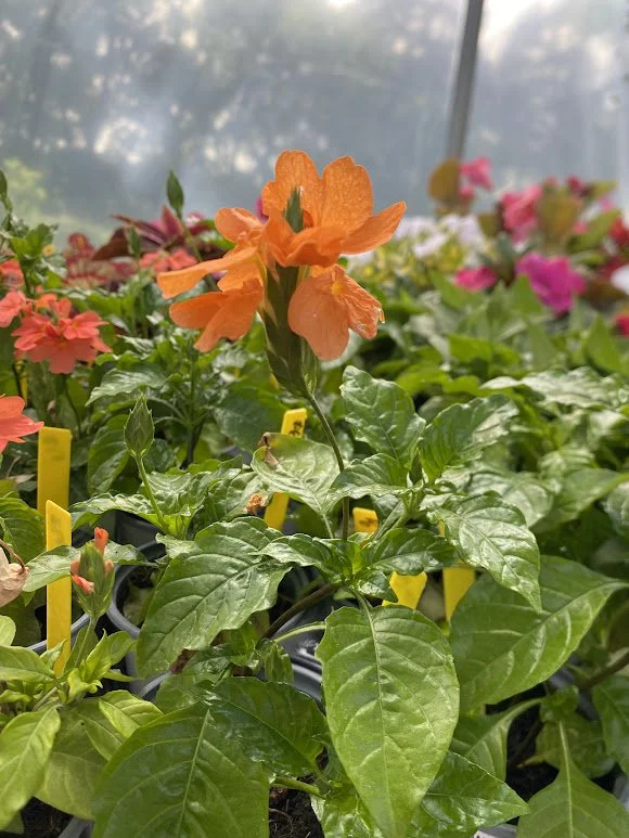  Crossandra - $6 