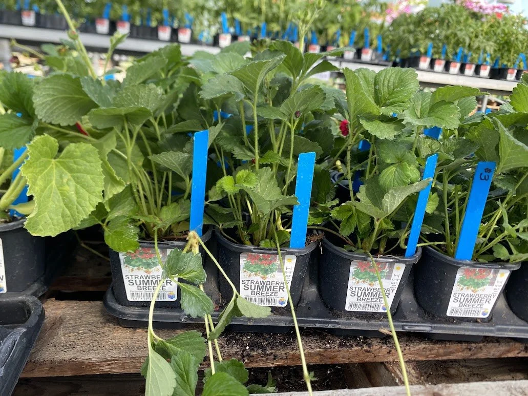  Veggies - $3 each or Mix-n-Match 10/$25 