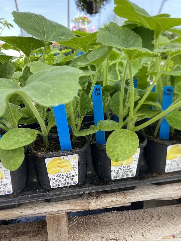  Veggies - $3 each or Mix-n-Match 10/$25 