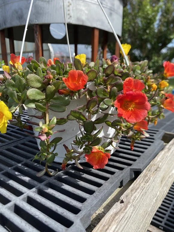  Portulaca Hanging Basket - $20 